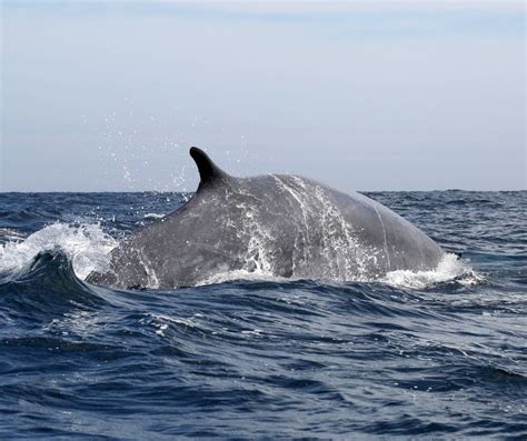 where can fin whales be found
